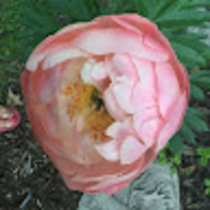 Meet your Posher, Allison m. micciche